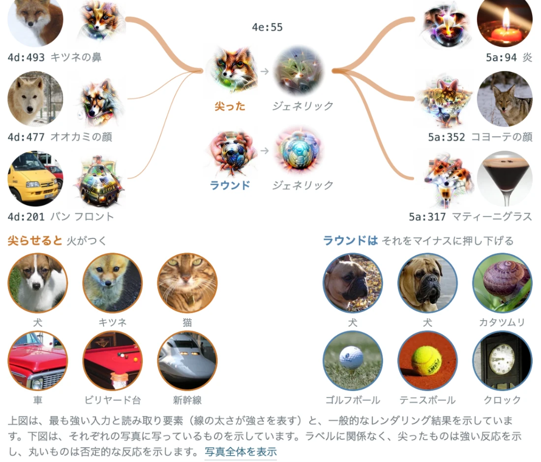 エッセイの図の日本語訳。ニューロン4e:55は、キツネの鼻やオオカミの顔、バンの正面から入力を受け、炎やコヨーテの顔、マティーニグラスへ信号を送る。とがったものの写真は強く反応させ、丸いものの写真は反応を下げる